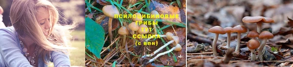 стафф Гусев