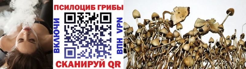 Галлюциногенные грибы Psilocybe  Купить  Свободный 